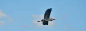 Photo of a heron in flight, Norfolk, Connecticut.