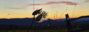 Photo of milkweed pods silhouetted against the sunset, Norfolk, Connecticut.