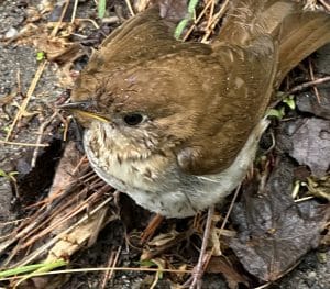 Photo of a wood thrush.