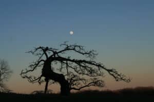 Apple Tree and Moon, runner up in "My Norfolk" photo contest.