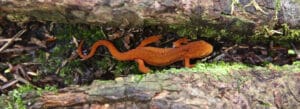 Closeup photo of a red eft on a mossy log, Norfolk, Connecticut.