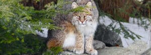 Photo of a young bobcat sitting and staring at the photographer.