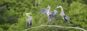 Photo of three herons on a branch.