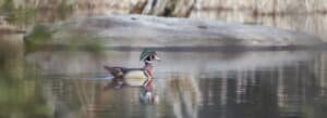 Photo of a wood duck swimming on a pond, Norfolk, Connecticut.
