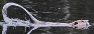 Photo of swimming beaver flipping its tail, Norfolk, Connecticut.