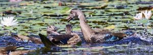 Photo of ducks quacking at each other, Norfolk, Connecticut.