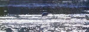 Photo of a belted kingfisher flying over water.