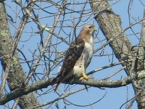 Photo of a red-tailed hawk sitting in a tree.