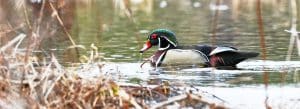 Photo of a wood duck swimming.
