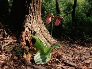 Photo of ladyslippers flowering in the woods, Norfolk, Connecticut.