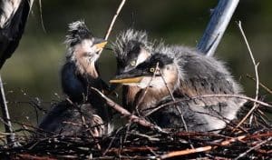 Photo of heron chicks in a nest.