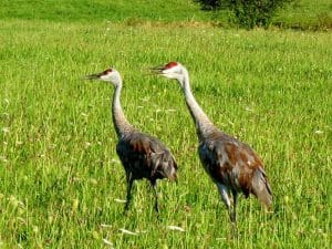 Photograph of sandhill cranes in a grassy meadow, Norfolk, Connecticut