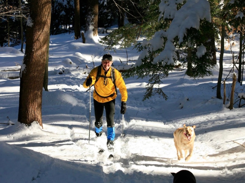 Photo of a man skiing through the woods with his dog in Norfolk, Connecticut.