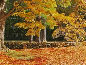 Photo of autumn leaves and trees along a stone wall, Norfolk, Connecticut