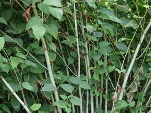 Photo of Japanese knotweed, an invasive plant
