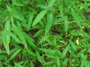Photo of Japanese stiltgrass, an invasive plant