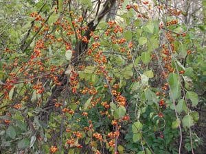 Photo of round-leaf bittersweet, an invasive plant.