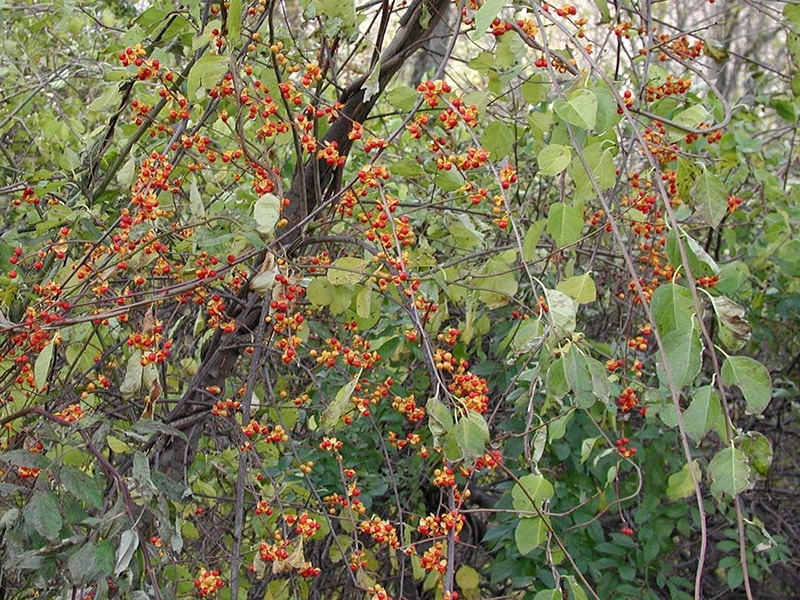 Photo of round-leaf bittersweet, an invasive plant.