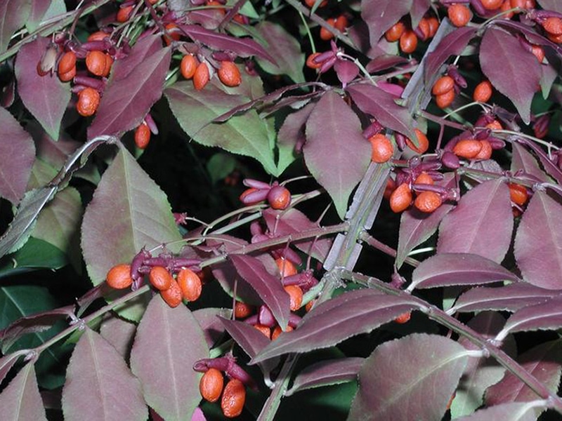 Photo of Euonymus alatus, an invasive plant