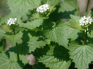 Photo of garlic mustard, an invasive plant