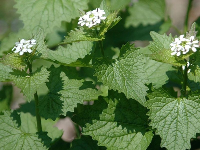 Photo of garlic mustard, an invasive plant
