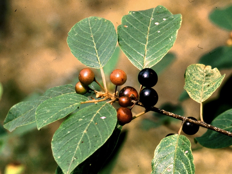 Photo of glossy buckthorn, an invasive plant