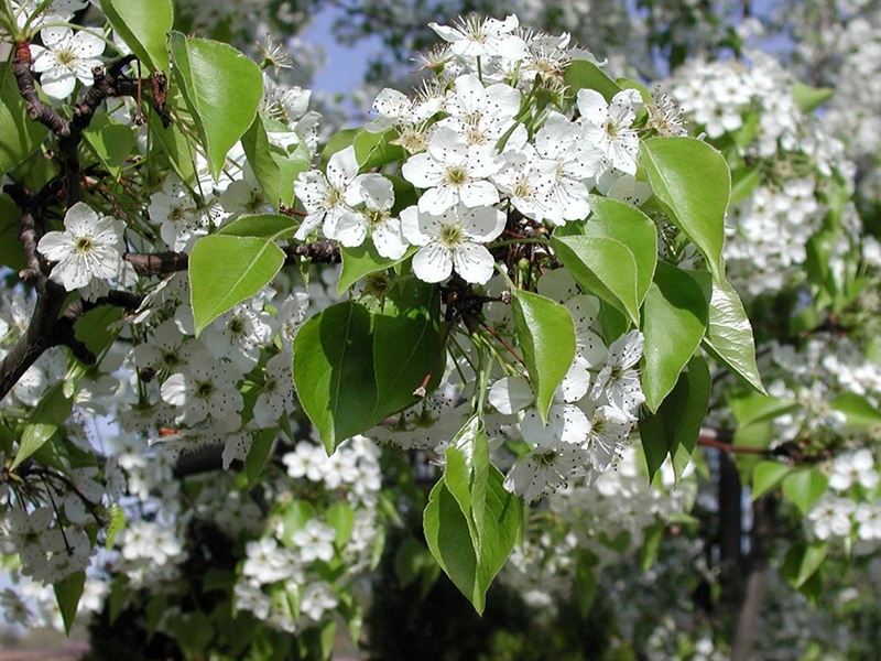 Photo of Bradford pear, an invasive plant