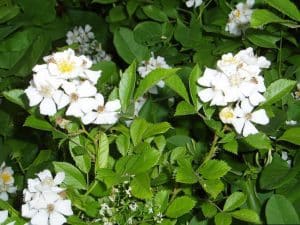 Image of multiflora rose, an invasive plant.