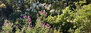 Photo of a late-summer flower and shrub border in Norfolk, Connecticut