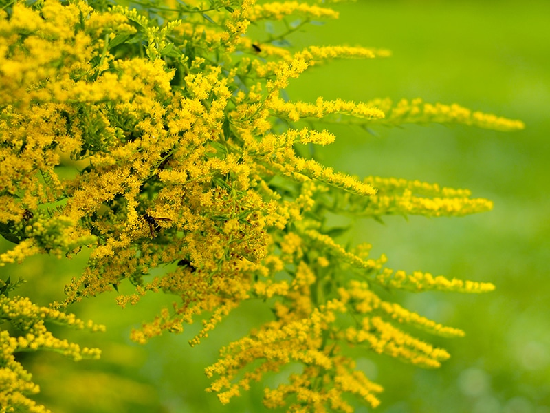 Photo of goldenrod in bloom.