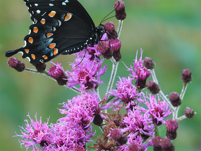 Photo of New York Ironweed in bloom.