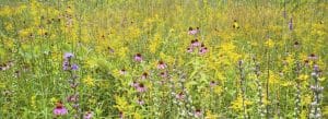 Photo of native flowers in a meadow.