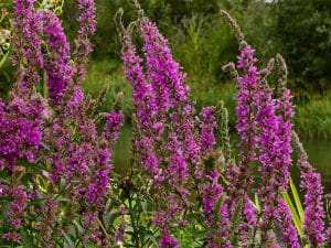 Photo of purple loosestrife—an invasive wetland plant—in flower.
