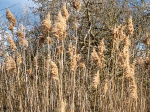 Photo of Phragmites australis, an invasive, nonnative grass.