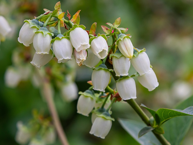 Photo of low-bush blueberry flowers.