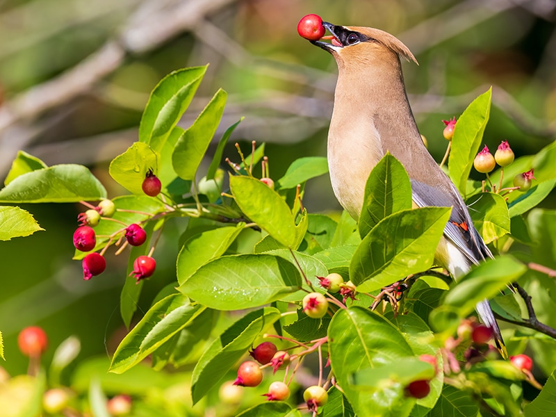 Photo of a bird eating an amelanchier berry.