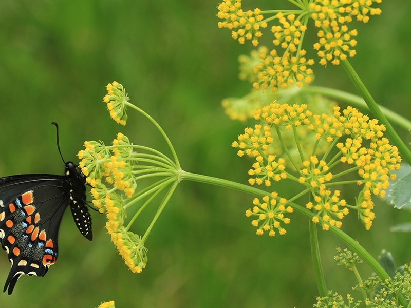 Photo of Golden Alexanders blossoms.