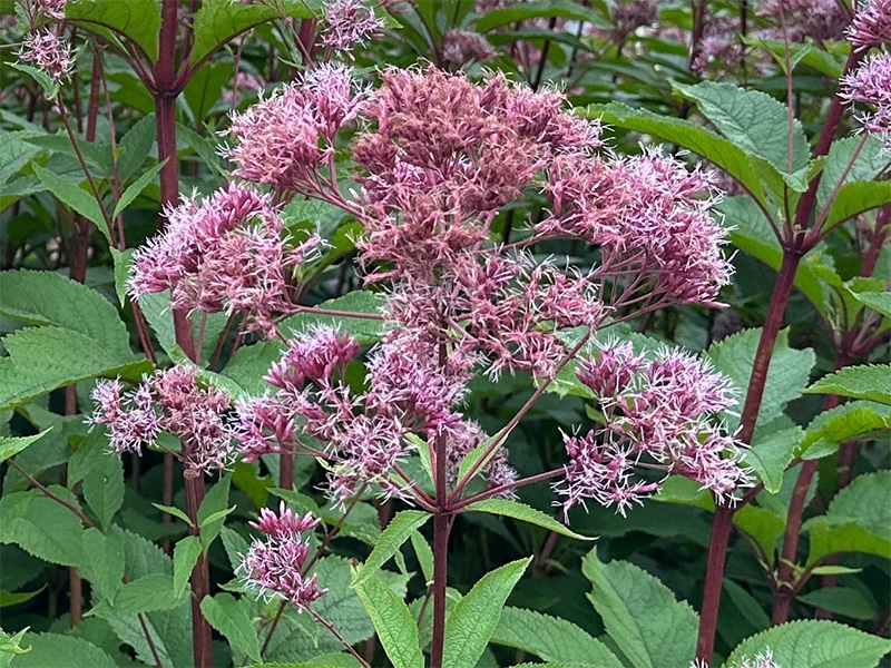 Photo of Joe Pyeweed flowers.