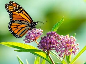 Photo of a Monarch butterfly on a milkweed blossom.