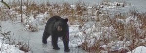 Photo of a bear crossing an icy pond in the winter
