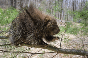Photo of a porcupine in Great Mountain Forest, Norfolk, Connecticut