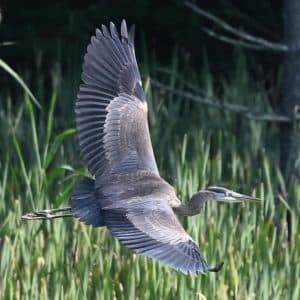 Photo of a great blue heron flying over a wetland.