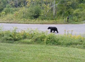 Photo of a bear walking down the road in South Norfolk (Connecticut)