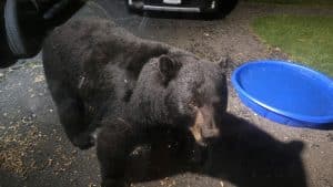 Close-up photo of a black bear in Norfolk, Connecticut