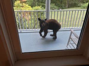 Photo of a bear on someone's porch in North Norfolk, Conn.