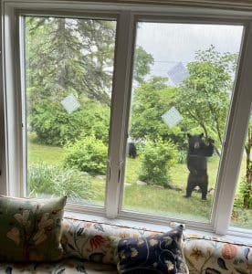 Photo of a bear looking in the window at a house on Westside Road, Norfolk, Conn.